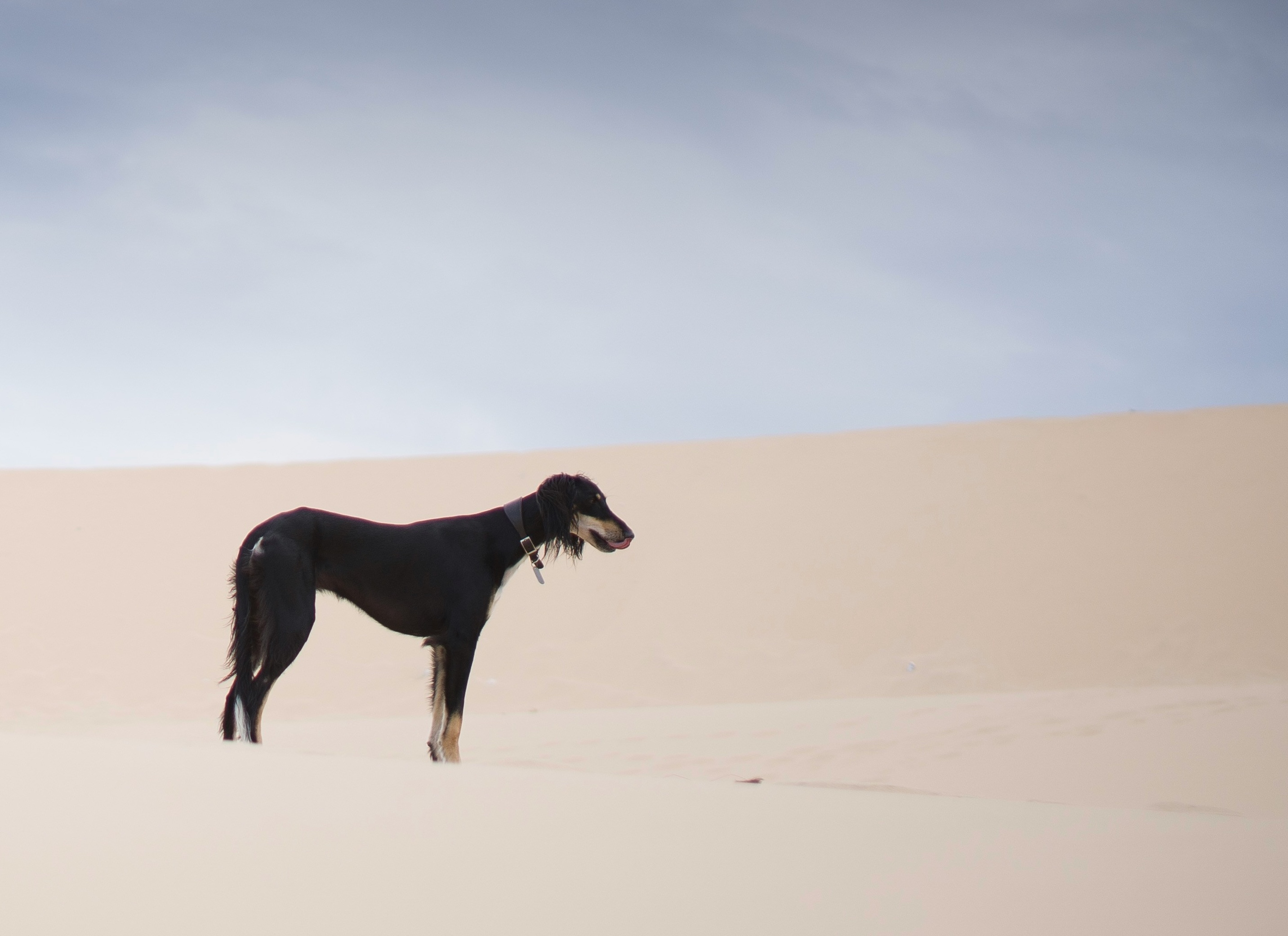 Image of a saluki in the desert